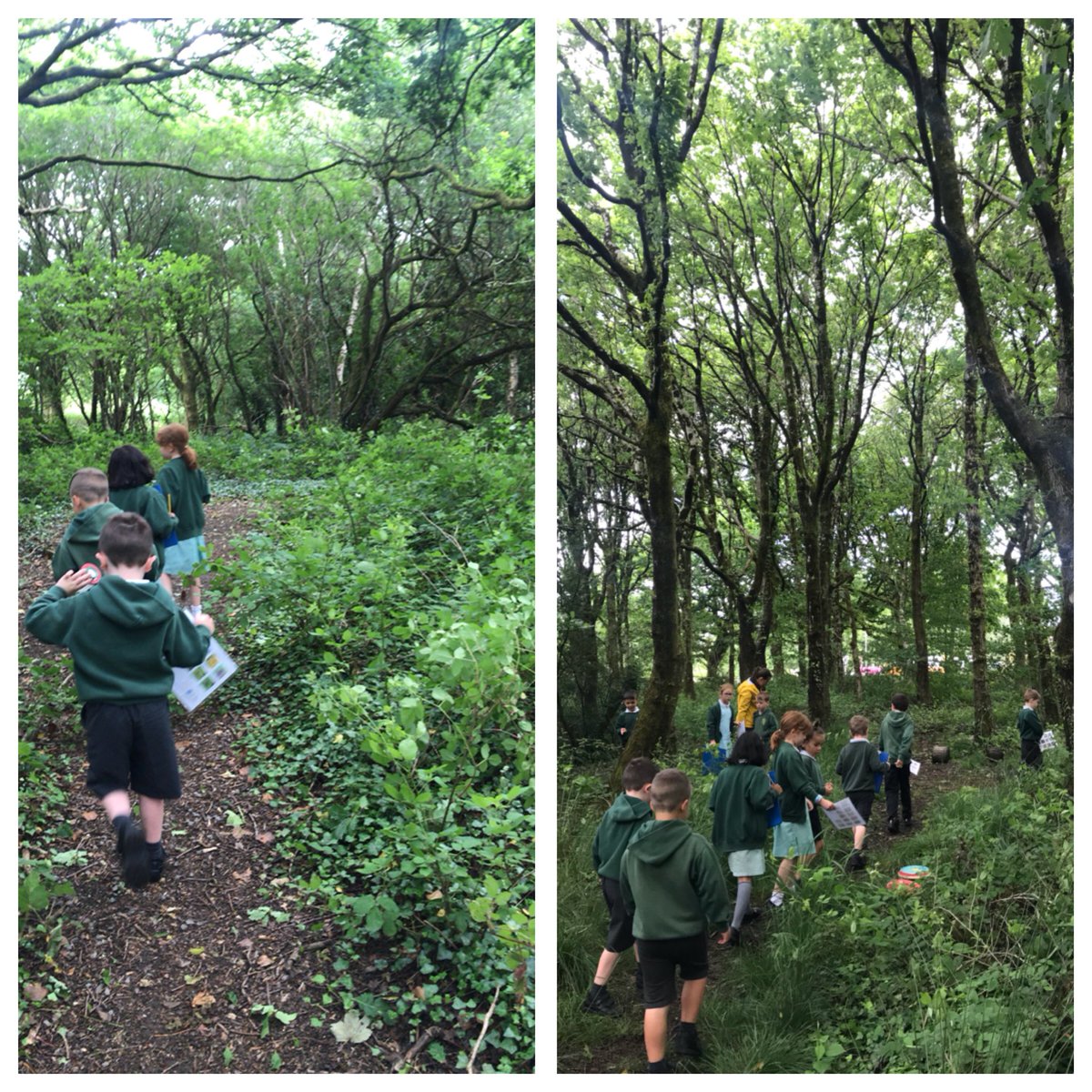 PenllergaerP's tweet photo. Year 1/2 had a fantastic morning with Sarah from @RSPBCymru We went on a mini beast hunt in our woods and also identified some of the different trees we have on our grounds. π³ππΈπ #ppsyear1/2 #ppsout #ppssst #ppscom https://t.co/ZAVf6sOlIJ