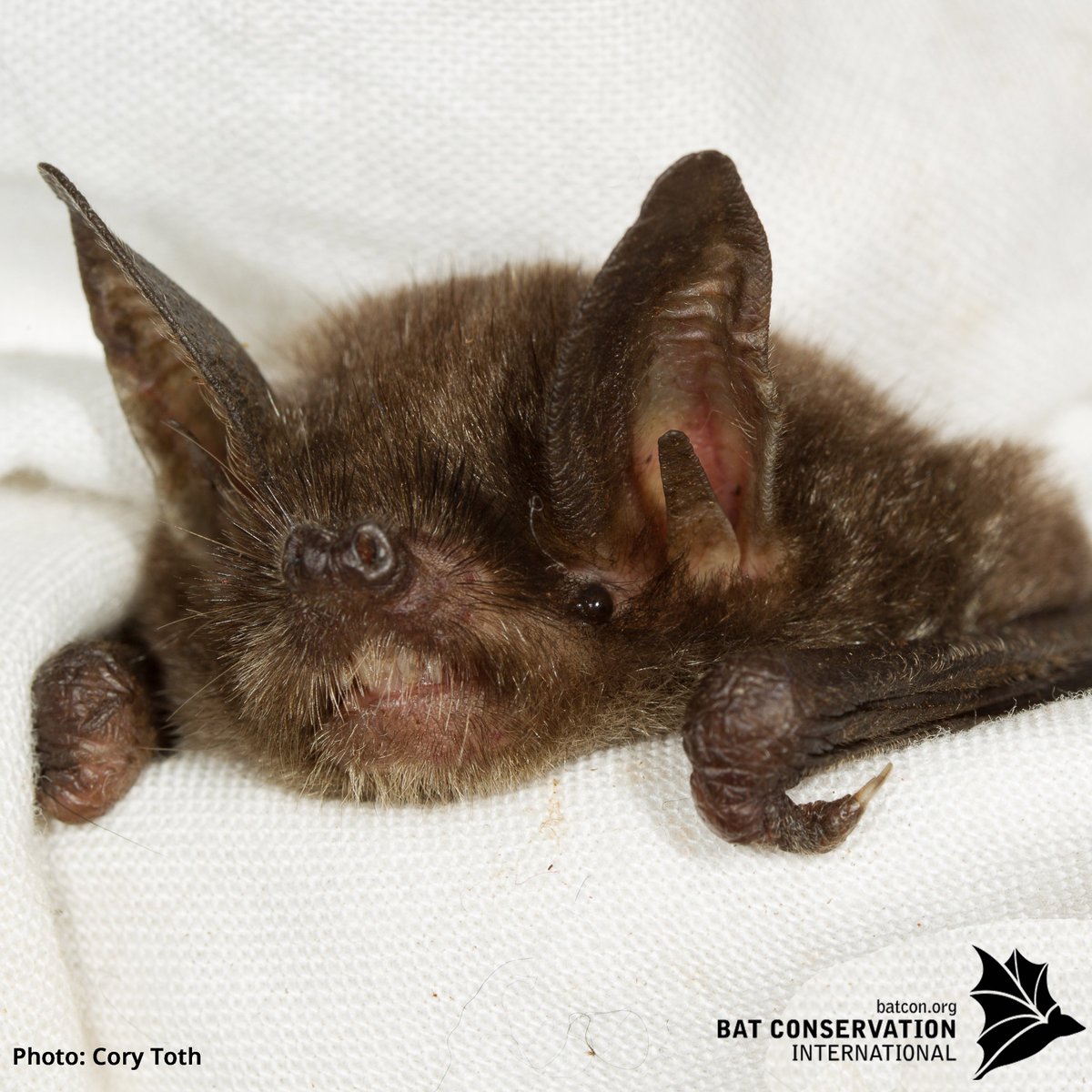 Finding a mate in life is tough, so the New Zealand lesser short-tailed bat (Mystacina tuberculata) has found a way to make things easier: singing! 
#Batfacts