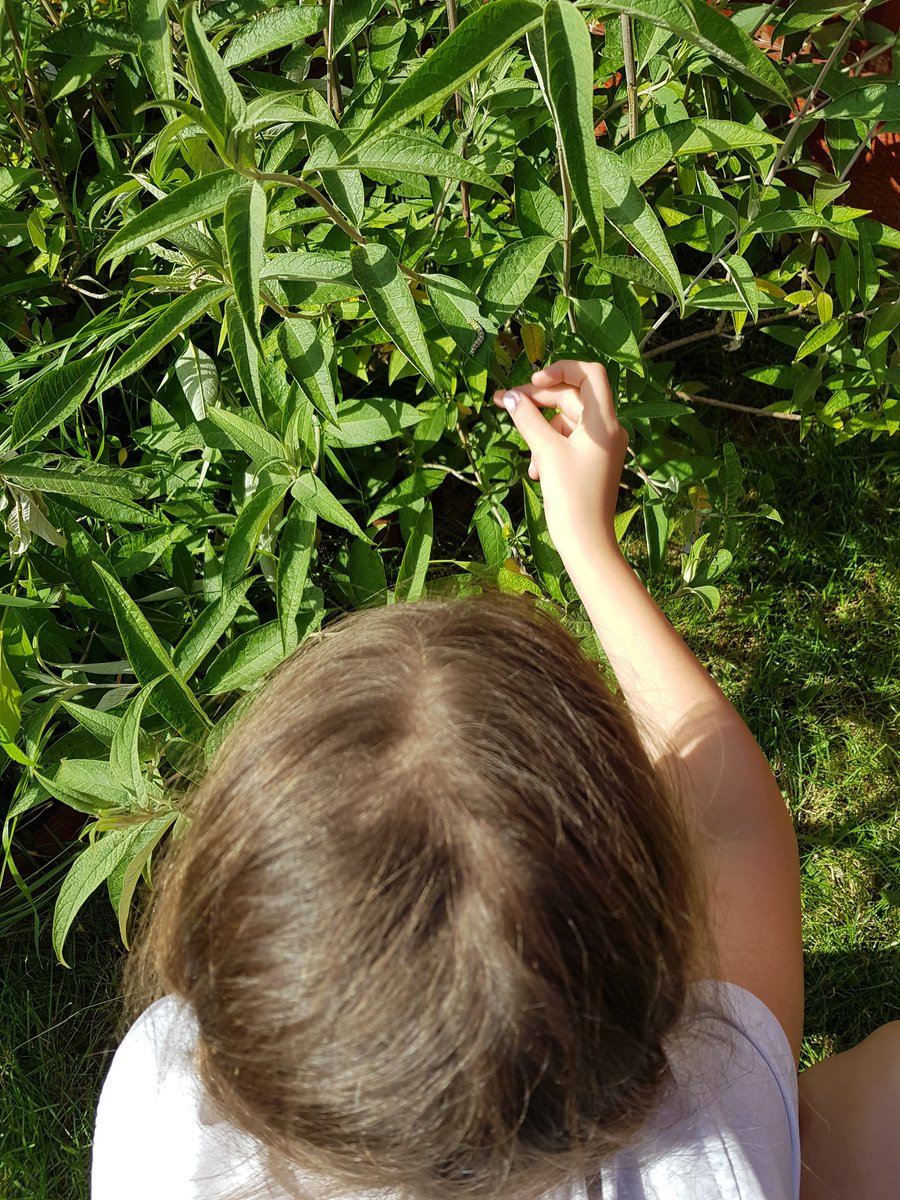OrbellLil's tweet photo. @StBernsPrimary Imogen so excited she as eggs and caterpillars in her butterfly garden this year#30dayswild year6 https://t.co/BaUvc4fJFO