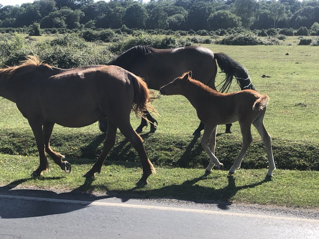 VeryRustyDub's tweet image. New forest ponies #IOW110