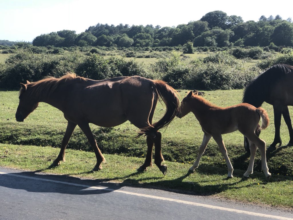 VeryRustyDub's tweet image. New forest ponies #IOW110