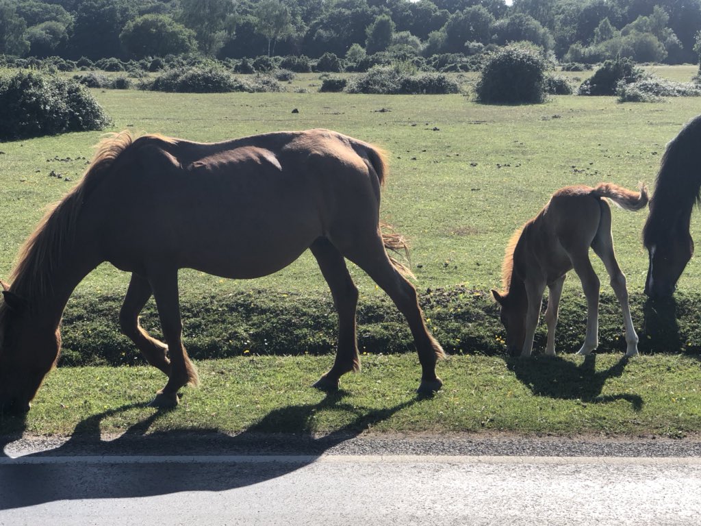 VeryRustyDub's tweet image. New forest ponies #IOW110