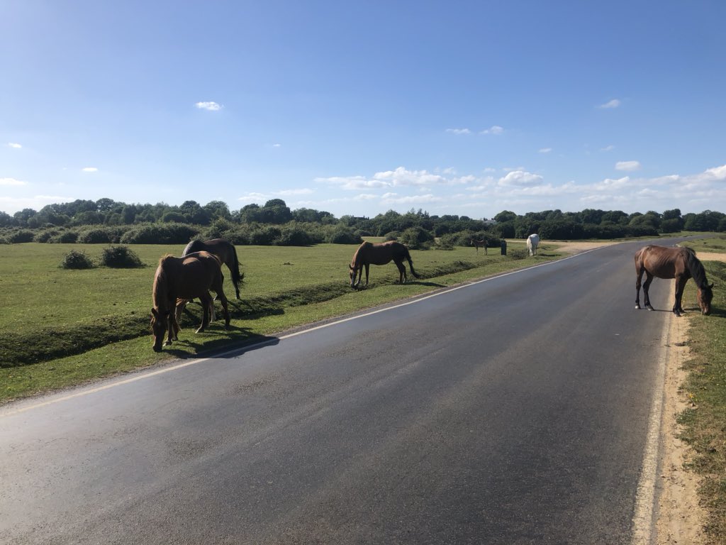 VeryRustyDub's tweet image. New forest ponies #IOW110