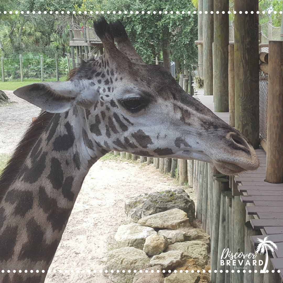 YourBrevardFL's tweet photo. 🦒 We absolutely LOVE the #brevardzoo!!!  Tag us in your favorite photos!! https://t.co/8eB7We010B