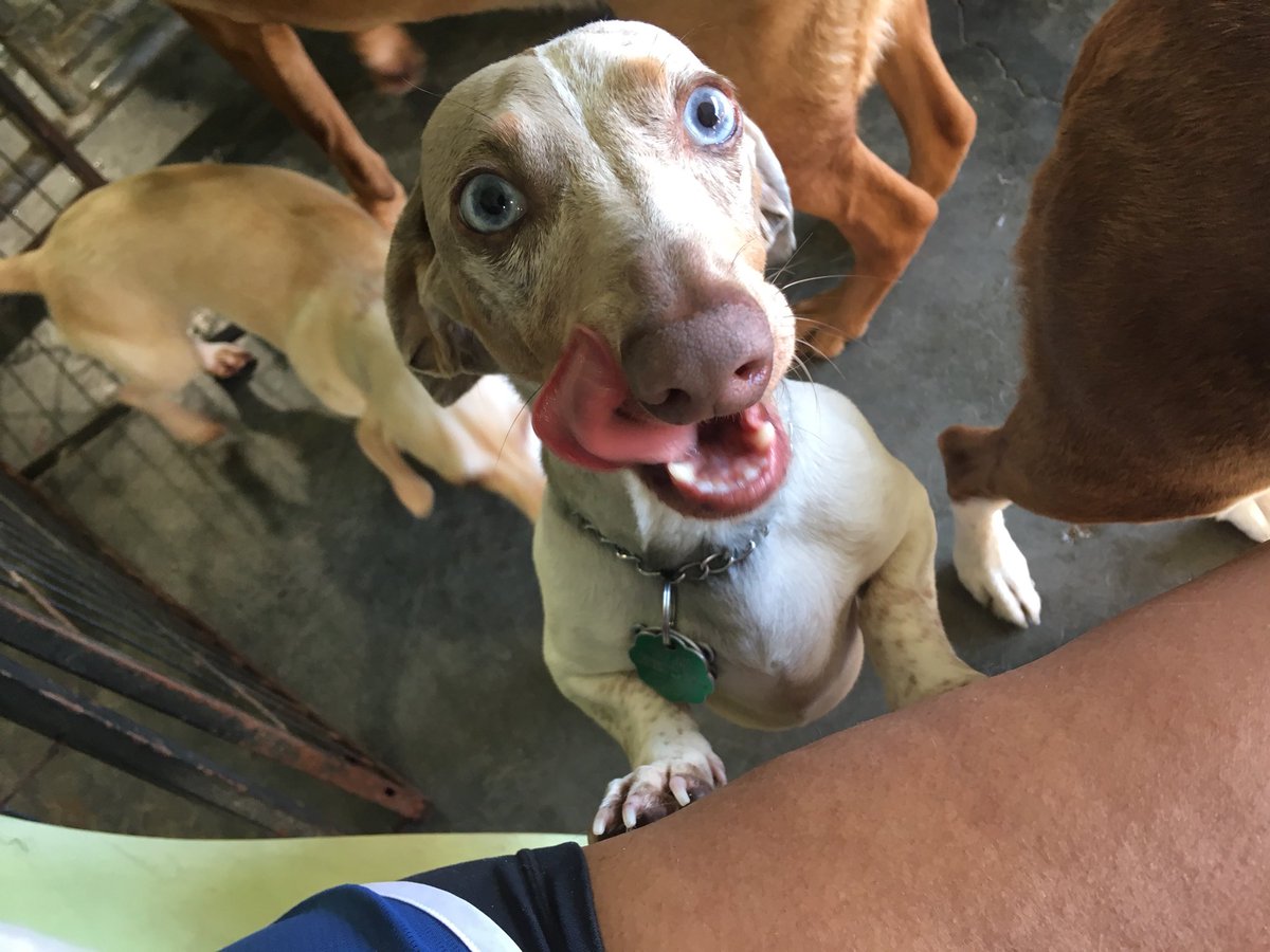 dog country daycare and boarding