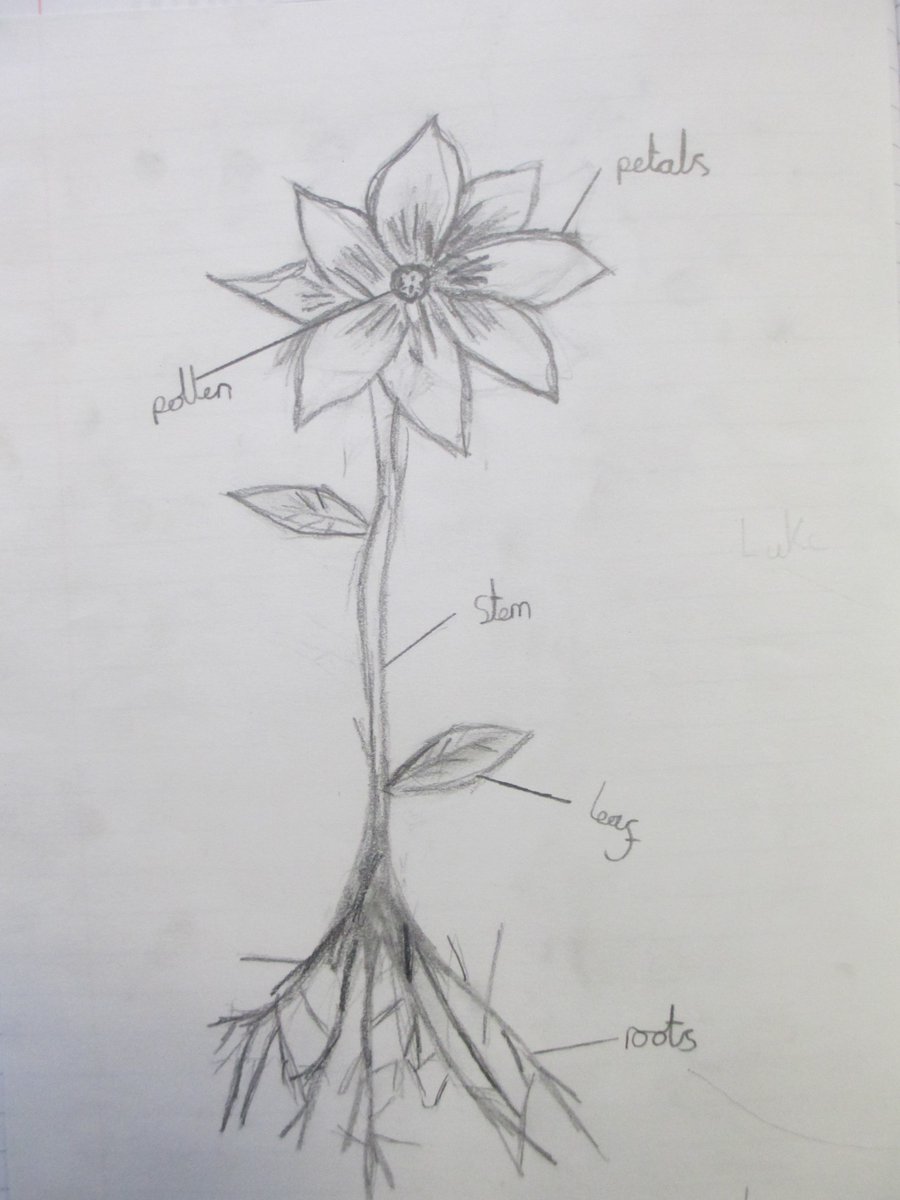 Details 76+ scientific sketches of plants in.eteachers