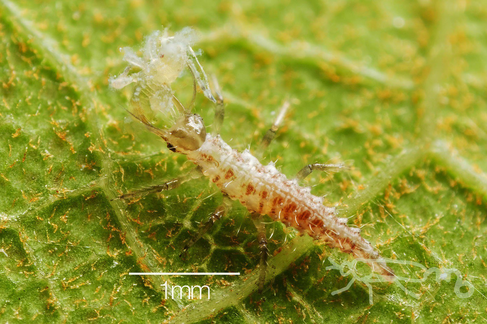 Mouuuusa エノキワタアブラムシの幼虫を捕食中の小さなヒメカゲロウ科の幼虫 T Co Bnwme2ec0k Twitter