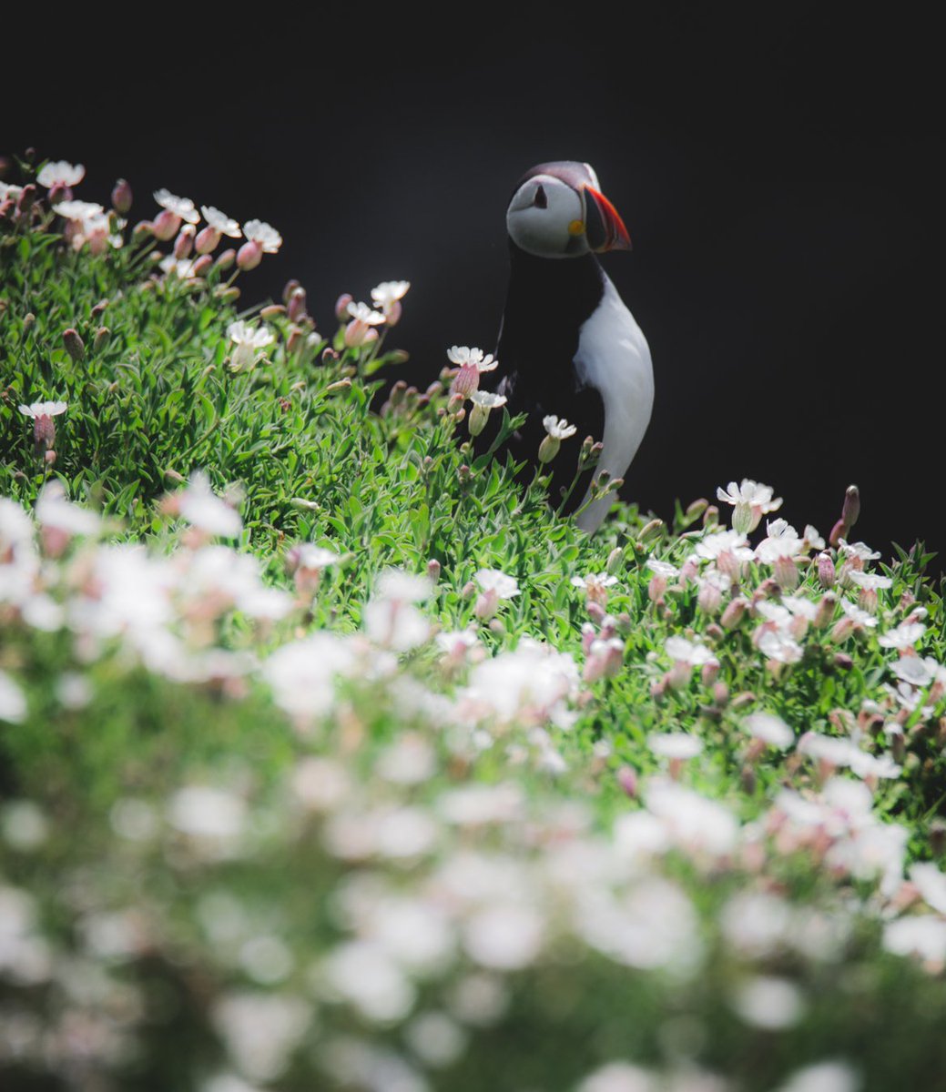 Some #SalteeIsland puffins from a couple of weekends ago! 

#photography #wildlife #birds #ireland