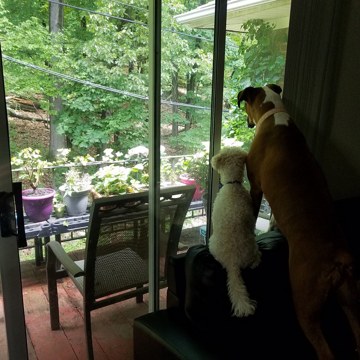 ShMcD82's tweet photo. Keeping an eye out for squirrels #boxerdog #boxerlove https://t.co/QwSyzcXgtN