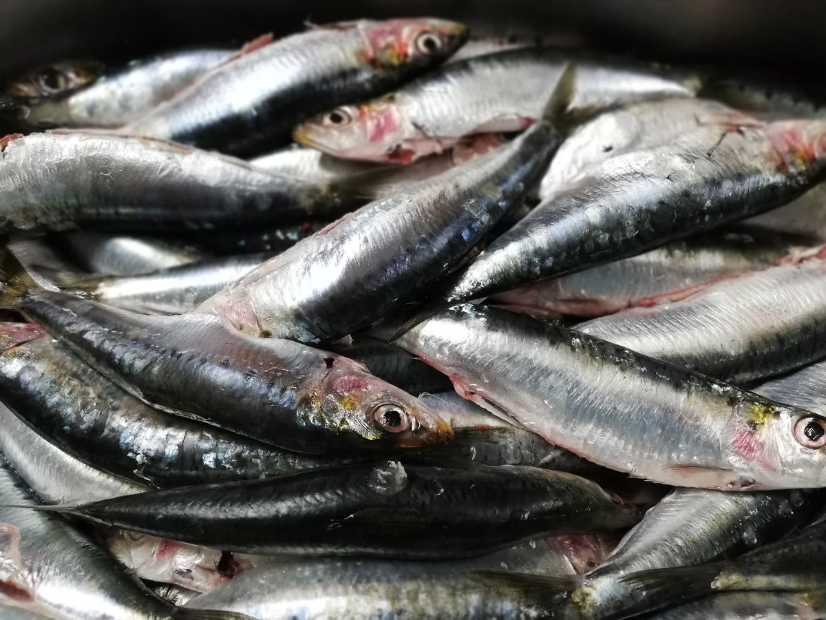 despensatomares's tweet photo. Llegan los días de #Sardinas! Mirad la pinta que tienen las que nos han traído hoy!
Puedes tomarlas en Papillote o si lo prefieres en nuestra tosta, ahumadas sobre base de aguacate y tomate rallado...😋😋
Te esperamos para probarlas???

#seafood #Tomares #Aljarafe https://t.co/u3Em6sl8qc