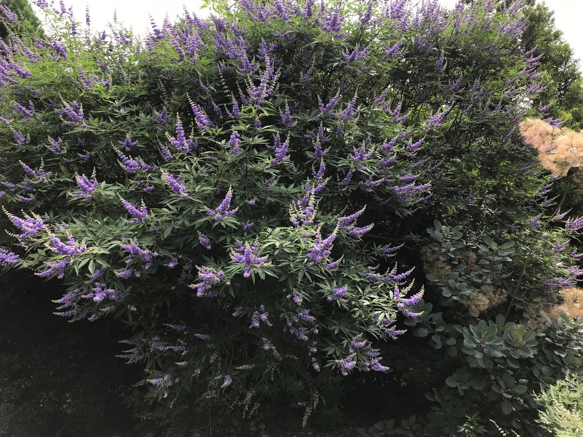 Vitex agnus-castis - Chasteberry tree, Hard to beat for flower power. If only I had bees, they would be all over it.