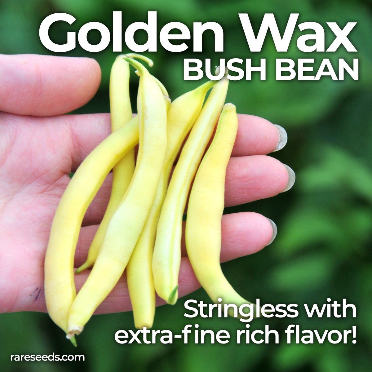 rareseeds's tweet photo. Delicious golden-yellow pods are stringless and are of good quality with extra-fine rich flavor. This old-time favorite has bush plants. 55 days.
https://t.co/2iAo1yTzsc
#RareSeeds #bushbean #gardenchat https://t.co/NXZtnQMr9m