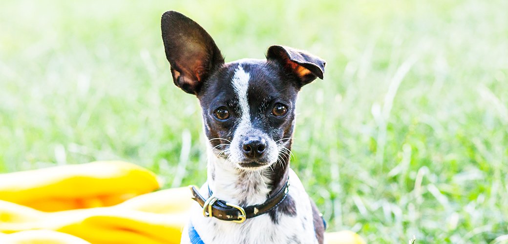 ASPCA's tweet photo. 8 ways to keep your pet safe this summer, with tips from @ASPCA experts! Read more: https://t.co/PcJR5FK0hE via @petinsider_ https://t.co/qBU60HkEGP