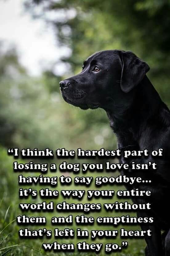 Oscar The Dog Oneforall Barkoftheday I Think The Hardest Part Of Losing A Dog You Love Isn T Having To Say Goodbye It S The Way Your Entire World Changes Without Them