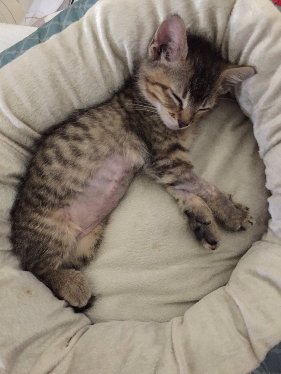 PhoebeMousebane's tweet photo. Got my stitches out right on schedule yesterday!! Doc says my tummy looks great. I’d like my fur to grow back soon but nice for summer. I’m ready to go outside. Right after this nap... #CatsofTwitter https://t.co/fzHxKGpAfo