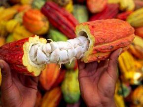 ecofinagency's tweet photo. Ghana and Côte d’Ivoire to set common cocoa export volume in 2019-20 https://t.co/aPpqSYMDF6 https://t.co/Rf2NRBBqrg