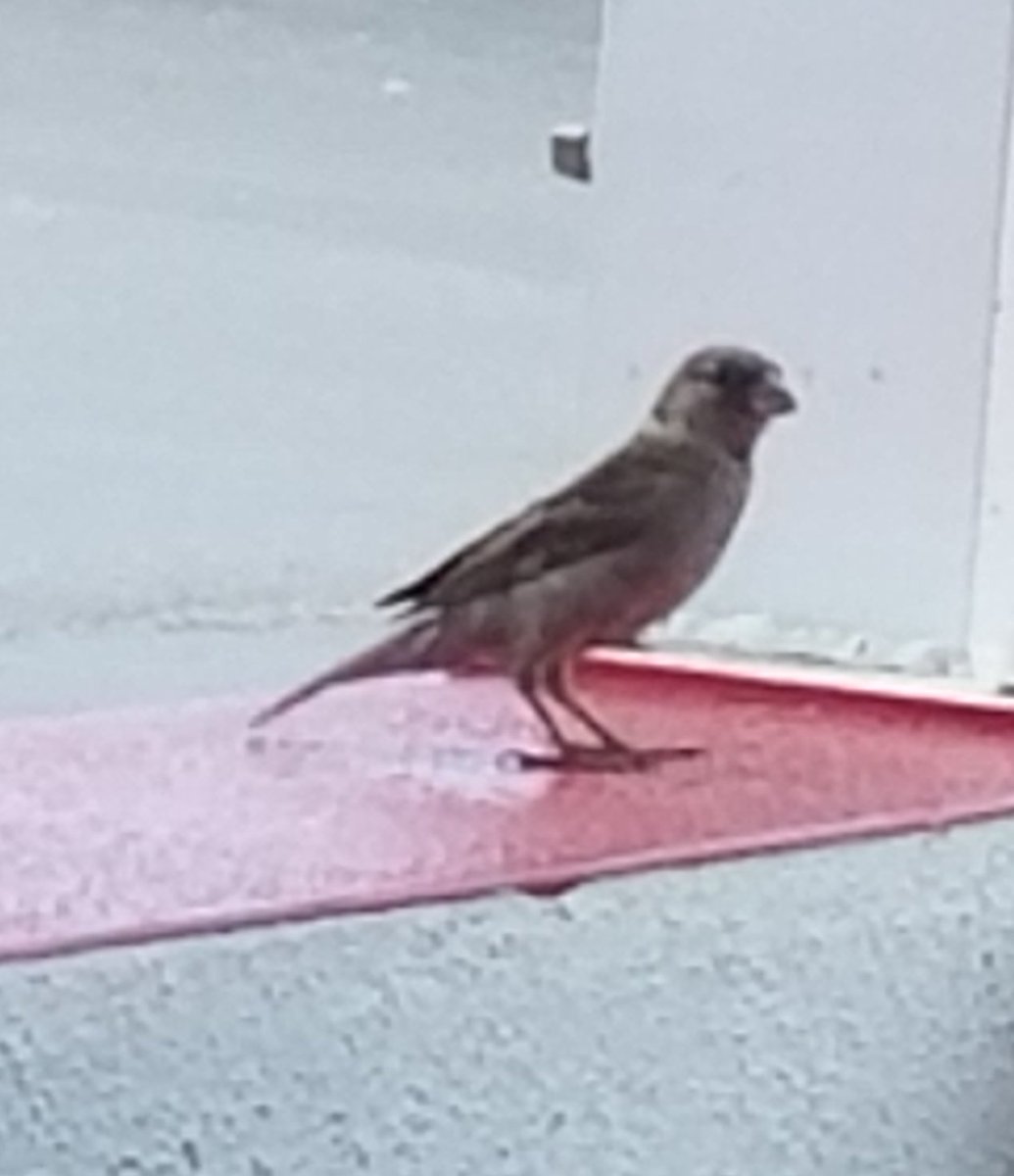 billeecox's tweet image. Ever noticed? How birds that hop are dumber than birds who walk waddle wade and paddle? #zeroquality #notalent #andwithafacelikethat