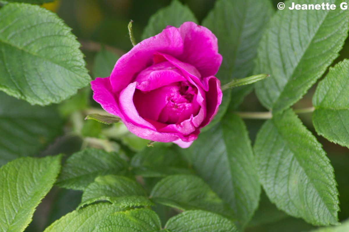 Pink Rose June 4th 2018 #Hamilton #hamiltonontario #nature #rosebud #Pink #pinkrose #naturelovers #NaturePhotography #photography #hamiltonphotography #canonphotography #70to300mm #macrophotography #macrophoto