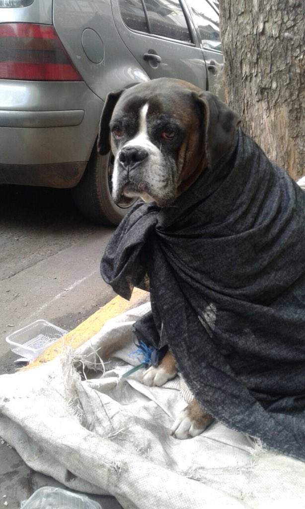 Por favor difundir!!! Esta atado a un arbol san luis entre españa y pte roca!