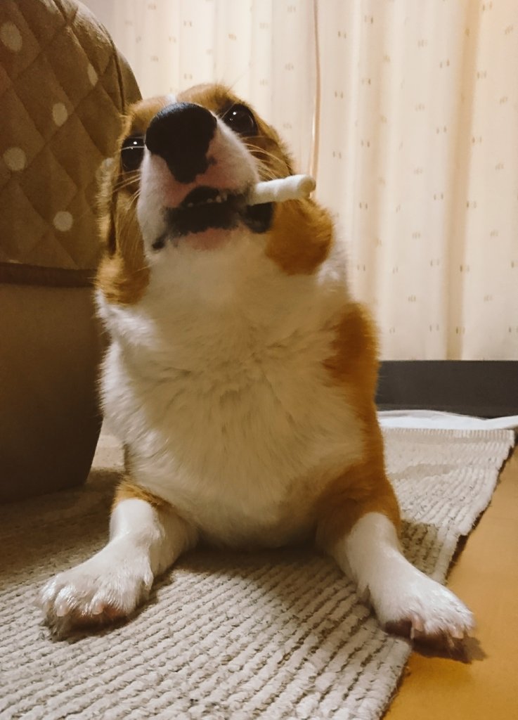 wcp_pan's tweet photo. 最近ご家庭でアザラシを飼われている方が多くいらっしゃるようなので、ウチのアザラシも置いときます。
#コーギー
#魚より肉派
#犬とアザラシの真ん中くらい
#ガムと葉巻の真ん中くらい
#マフィア感 https://t.co/lRex4sZ1uk