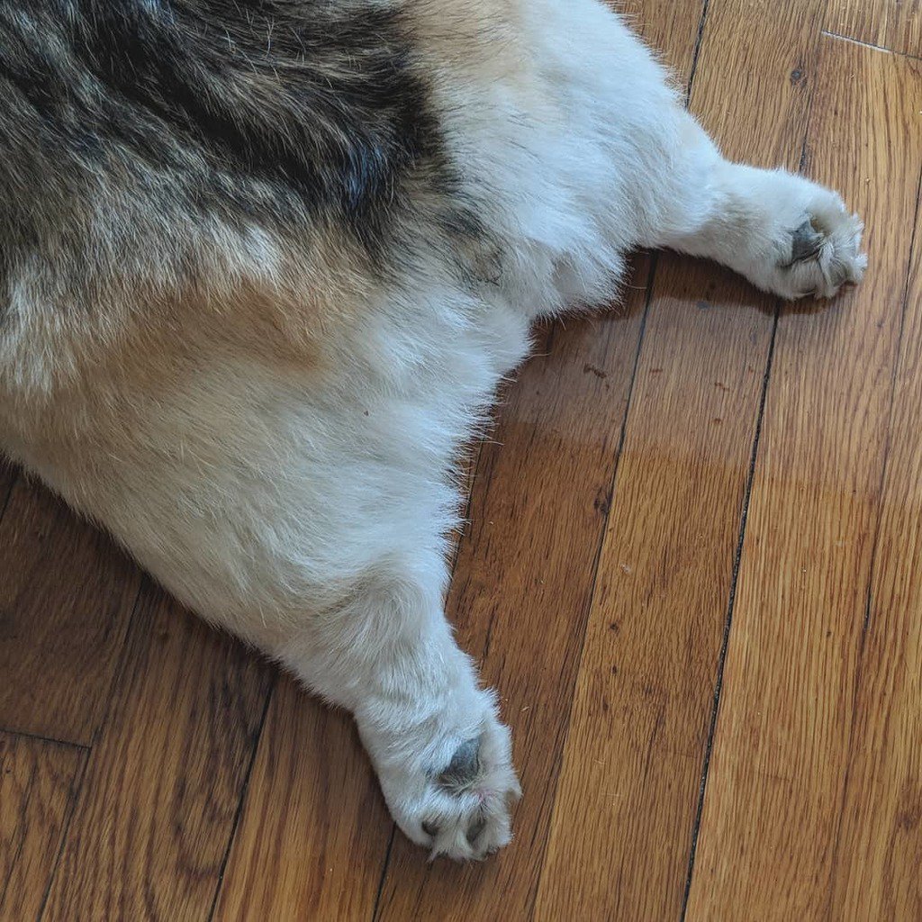 PBandCorg's tweet photo. All of my assets. 😎🍑 #corgisofinstagram #corgicommunity #corglife #corgination #corgi #corgipuppy #corgiaddict #corgbutt #puppy #pembrokewelsh #pembroke #dog #dogsofinstagram  #dailycorgi #corgidaily #welshcorgi  #corgisgonnacorg #corgilove #love #cute #ilovemycorgi #buzzfee… https://t.co/g7Ac6neL4h