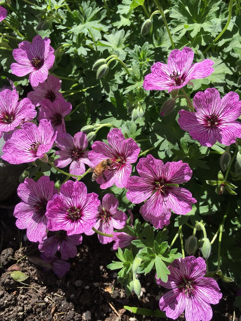 Our busy pollinator friends are on the hunt! Our Pollinator Party will have you buzzing from all the knowledge and fun you’ll have: seed bombs, bee boxes, pollinator walks and more. bit.ly/2taFZLA #pollinators #yyc #farmersmarket #yycliving #bees