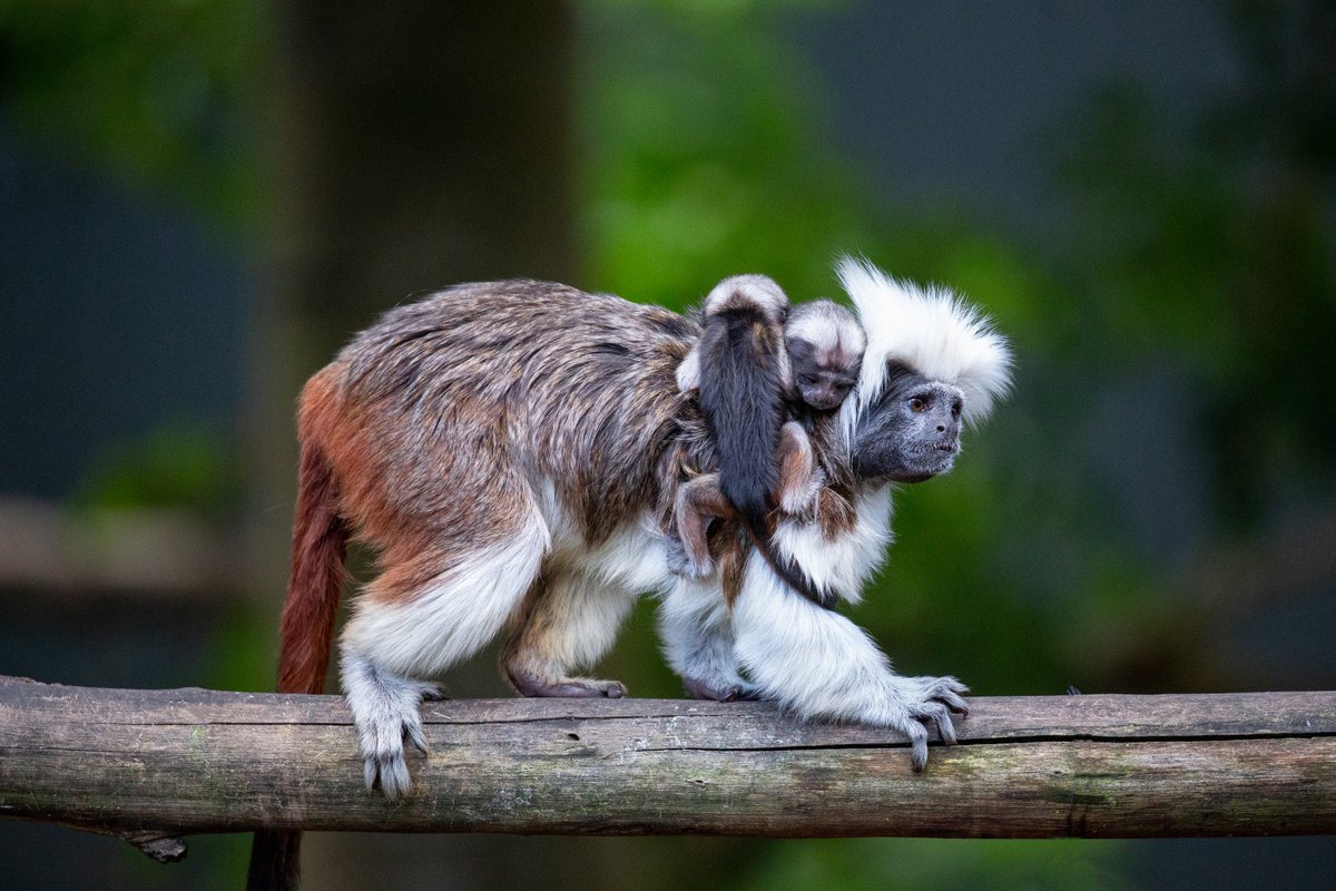 Auckland Zoo on Twitter: "Just look at these wee faces! 🙊 We’re excited