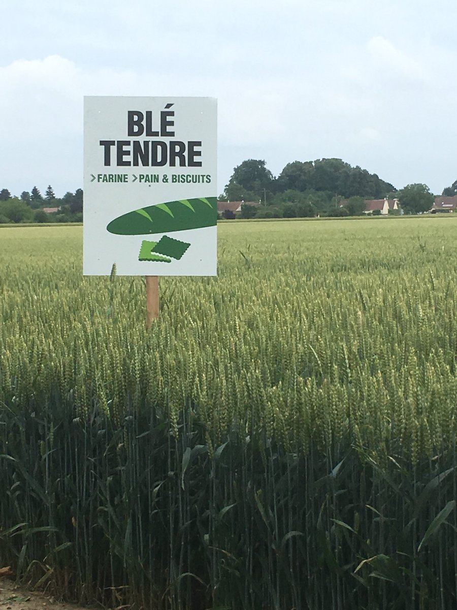 Un hectare de blé tendre permet de produire 33 000 baguettes. Sur mon exploitation cela représente 2 000 000 de baguettes de pain! @passioncereales <a href="/DemainPaysan/">DemainJeSeraiPaysan</a>  <a href="/Agridemain/">#agridemain</a>