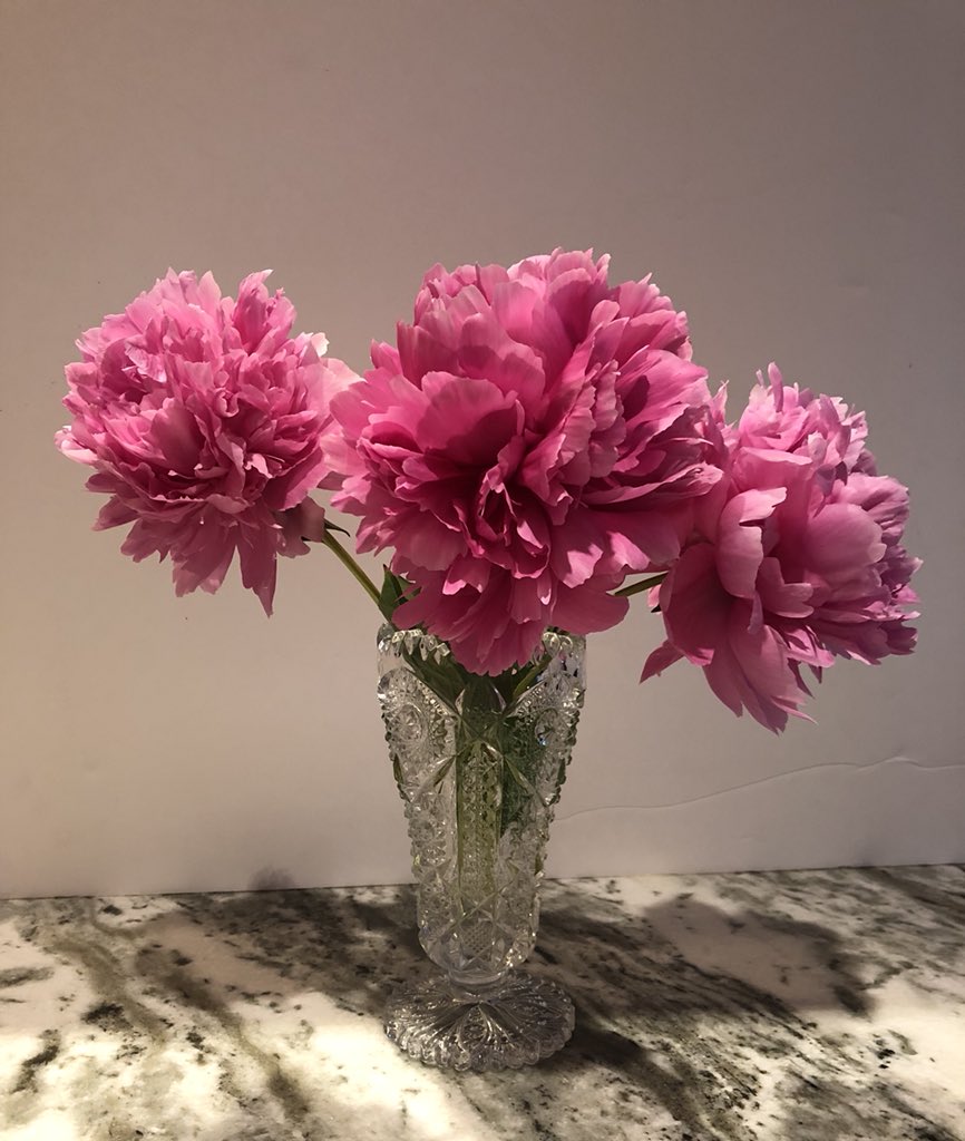 Groz_P's tweet image. A #BitofBeauty from our garden. Peonies came from my grandparents in PA to my parents in NY and now me in MA, making the original plants around 80 years old.