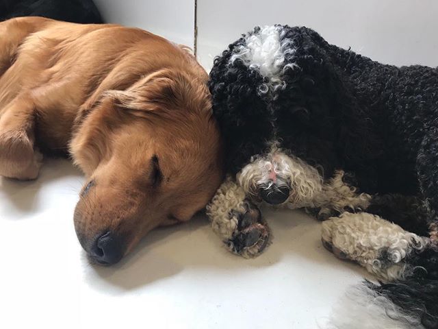 theurbanhound's tweet image. Snuggly puppy love. 😴
·
·
·
#theurbanhoundhotel #urbanhound #dogsofthesouthend #dogsofboston #theurbanhound #southenddogs #bostondogs #bostondogtrainer #bostondogwalker #bostondoggroomer #bostondogtraining #bostonbusiness #dogsinboston ift.tt/2tddJIC