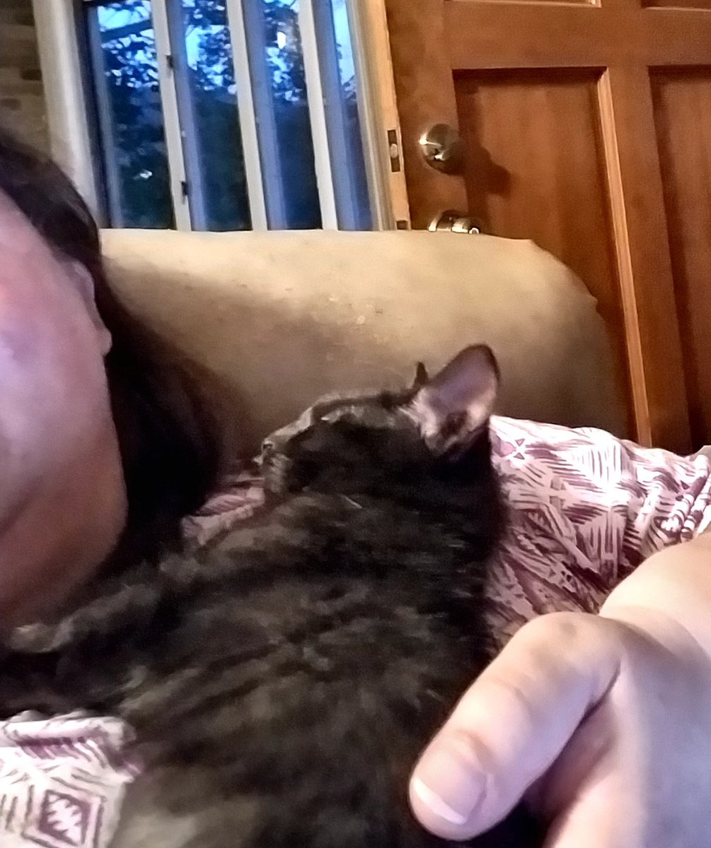 AnneMathLover's tweet photo. Adopted a new kitten Sunday. My fluffy girl passed over a month ago and my other cat was lonely https://t.co/wofYOfPCtu
