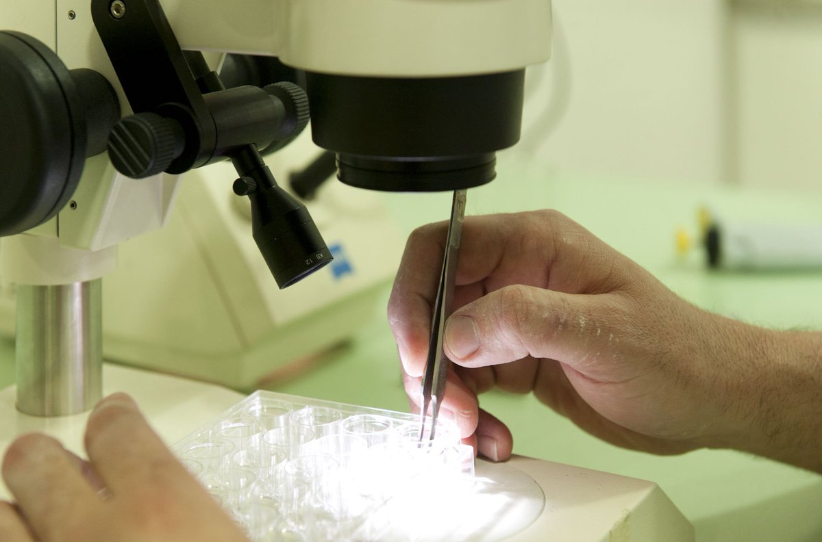 Un equipo de investigadores argentinos describió cómo la proteína galectina-1 favorece una de las principales infecciones de transmisión sexual. Lee de qué se trata acá argentina.gob.ar/noticias/descr…