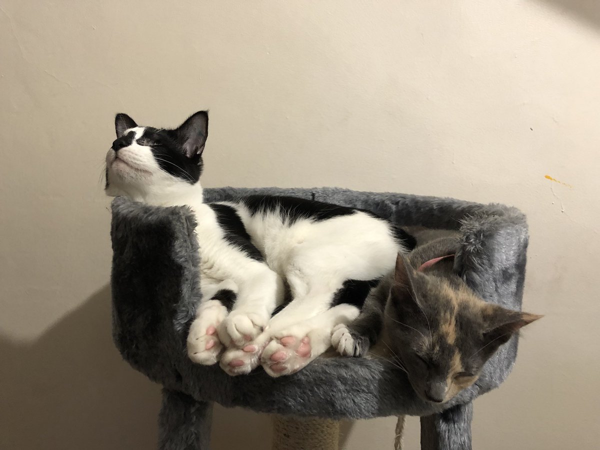 Vet Cihuacoatl tweet media