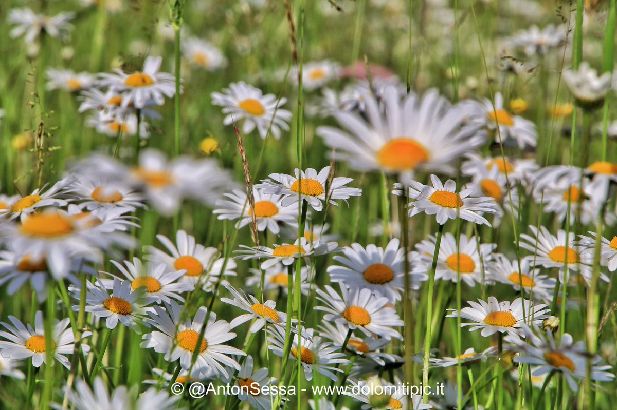 AntonSessa's tweet photo. #Summer2018 loading completed in #Dolomites #ValdiFassa #Italy @DolomitesUNESCO @VisitTrentino @3BMeteo @lonelyplanet_it https://t.co/PBmdRVxv4e