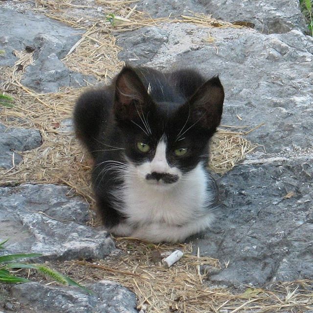 FurlingtonPost's tweet photo. Groucho loaf πΈ
#thedailycrumpet #catsofbosnia #catsofinstagram #mustachecat #mykittyloaf #catloaf #kedigram #blackandwhitekitty #instacat #dailycat #catstagram #meow #purr #kitten #gata #gato #katze #chat #neko #kot #kedi #grouchocat #catstache #tuxe⦠https://t.co/1GT0JPCLoK https://t.co/z9oeBqdwLQ