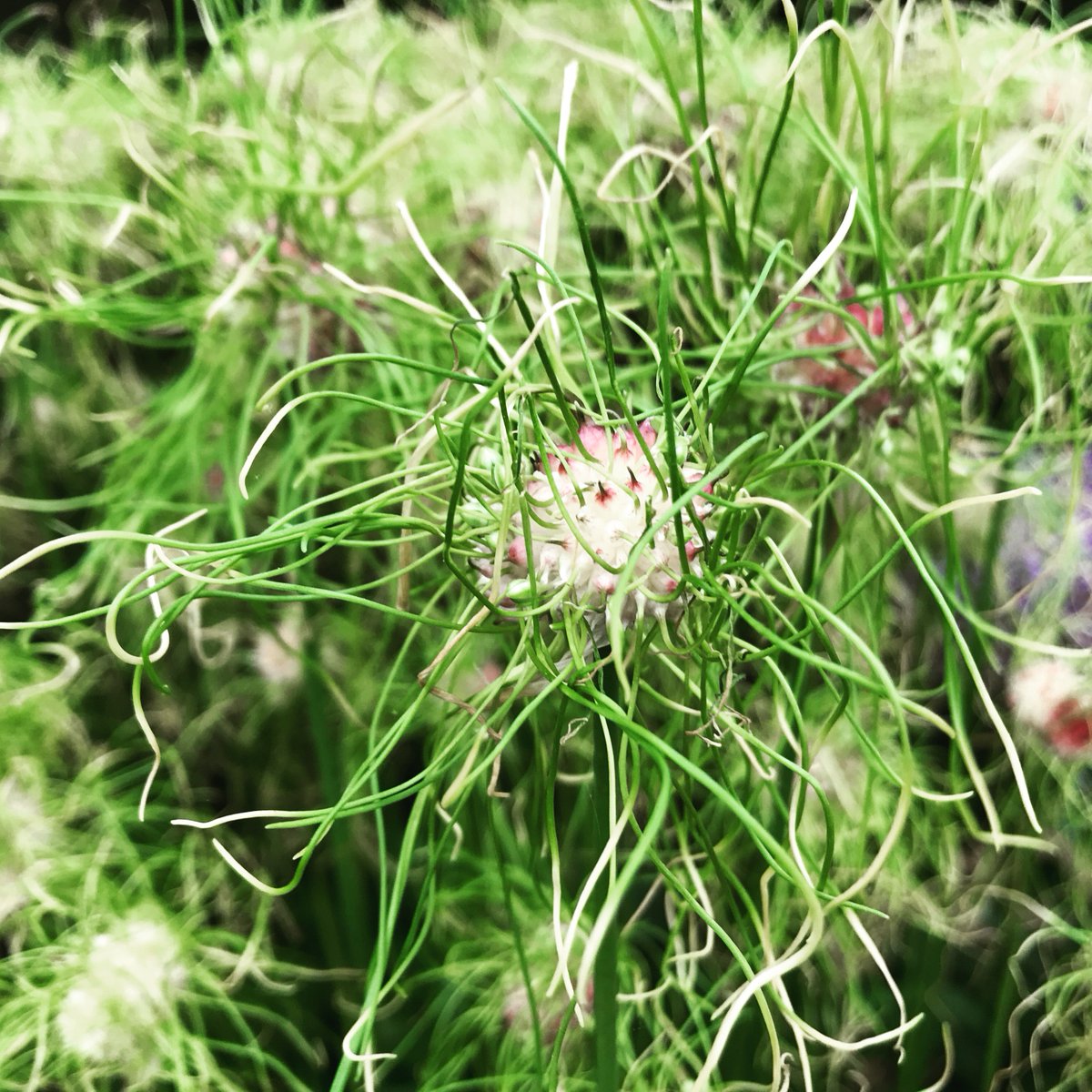 FarmerGracy's tweet photo. I’m wondering how Allium ‘Hair’ got its name... 🤔 #allium #hair #weirdflower #gardenersworld @BBCGWLive https://t.co/YBsaZuPegk