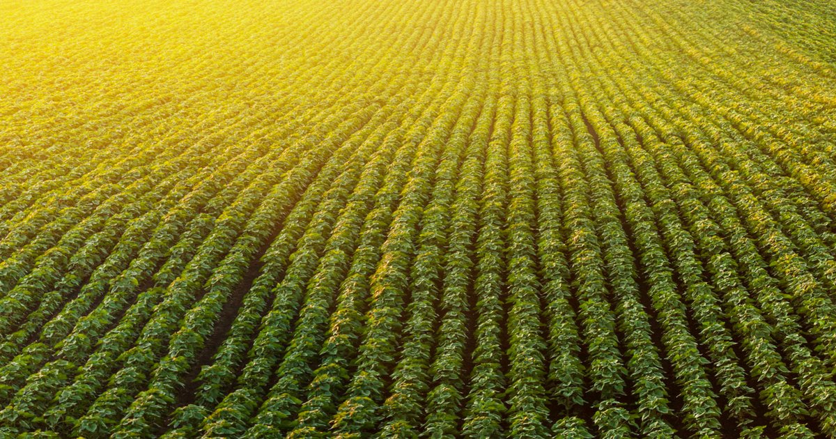 MNSoyGrowers's tweet image. #DYK 1 in every 3 rows of soybeans are exported? We need #TradeNotTariffs