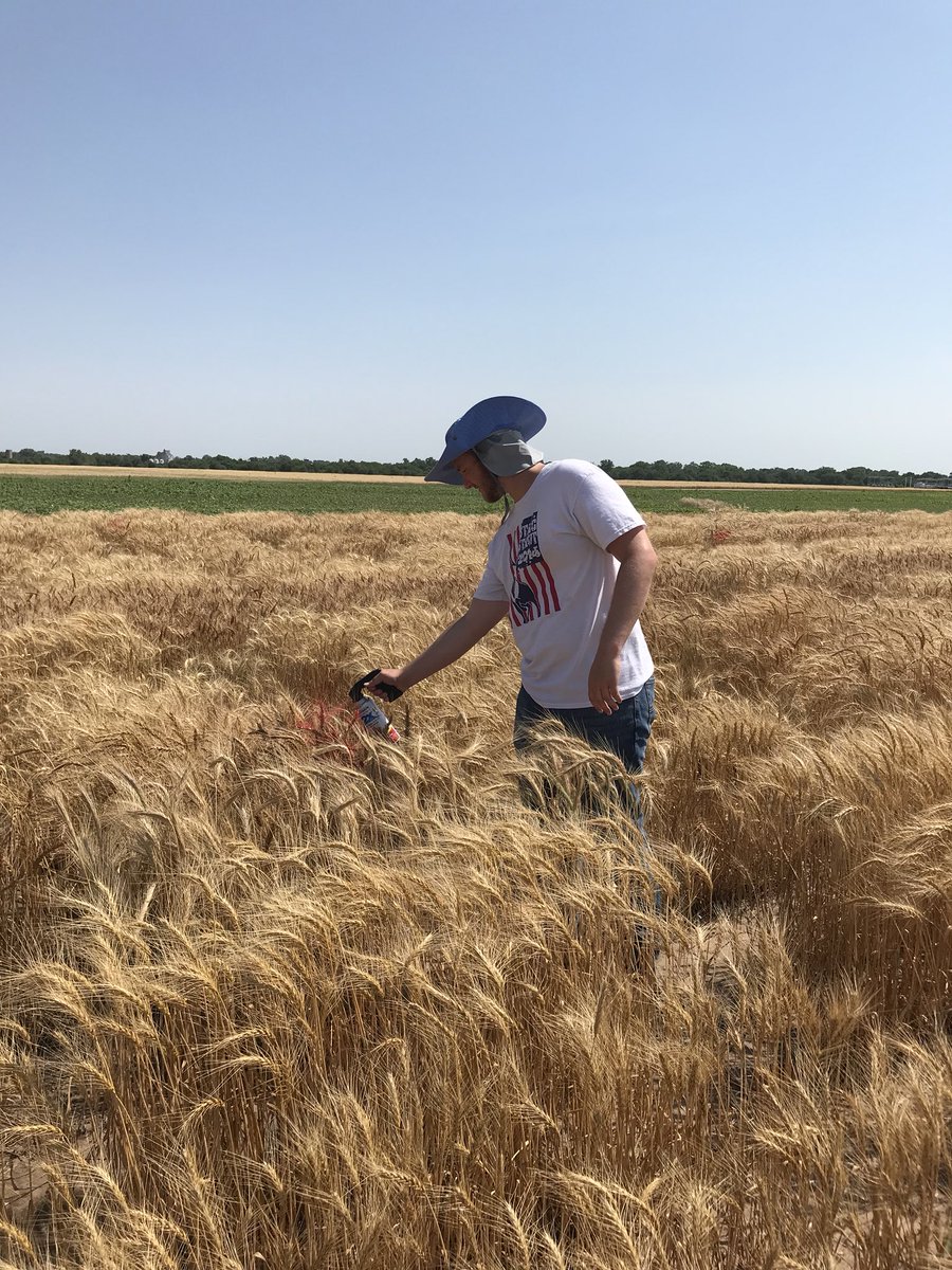 Wheat_MaryG's tweet image. KSU Agronomy Junior, Kyle Wicker, practicing the fine art of wheat breeding- spray paint in hand- checking up on my selections at Hutchinson. @KStateAgron #nextgenbreeders