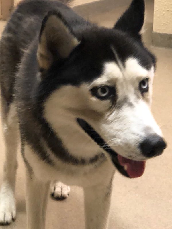 CityofWeston's tweet photo. Do you know who I belong too?   I was found by BSO Weston in Regional Park. I’m not under arrest. I’m a good boy but looking for my family! Please call the Weston Police desk at 954-389-2010 if I’m yours 🐶 https://t.co/MUqhFbvMel