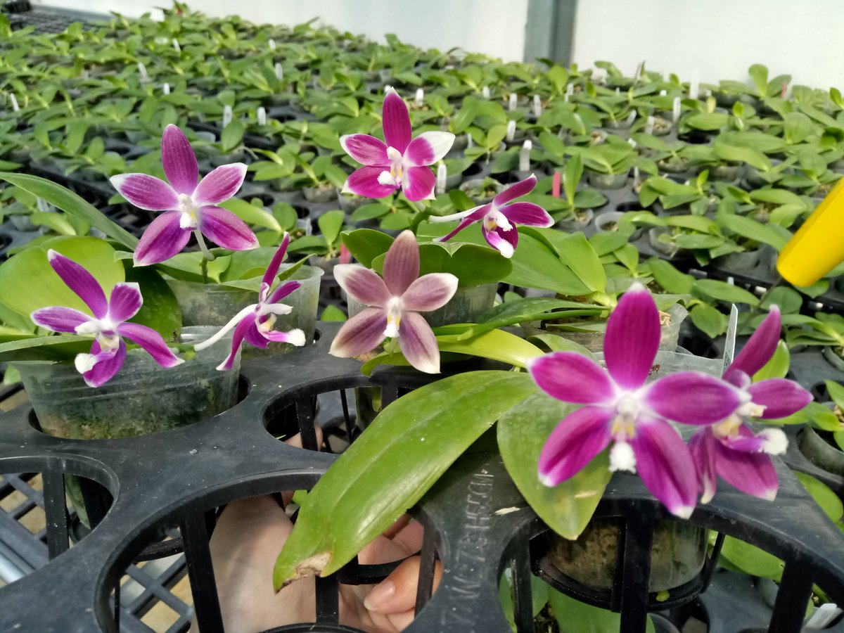 Shelly Zheng On Twitter Offspring Of Phal Tetraspis Red Sib Flowering Https T Co 2kbsm30pvx Twitter