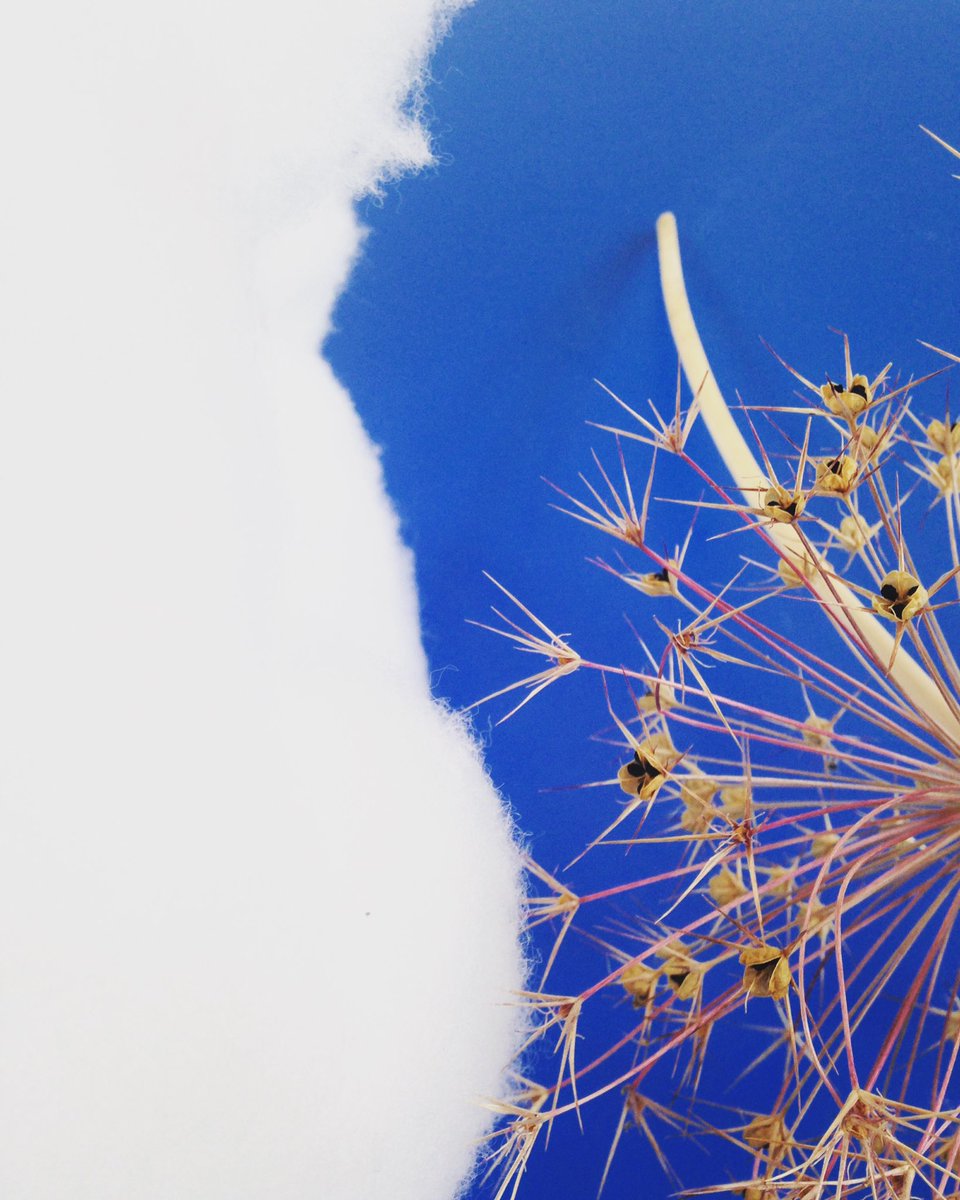 Jamila_Artist's tweet image. Wadding &amp;amp; alliums for the dandelion seed #sculpture workshops with Coleham primary school today part of @BelleVAF #Air #participatoryart #art #collaboration #creativekids at @EngBridge #Shrewsbury