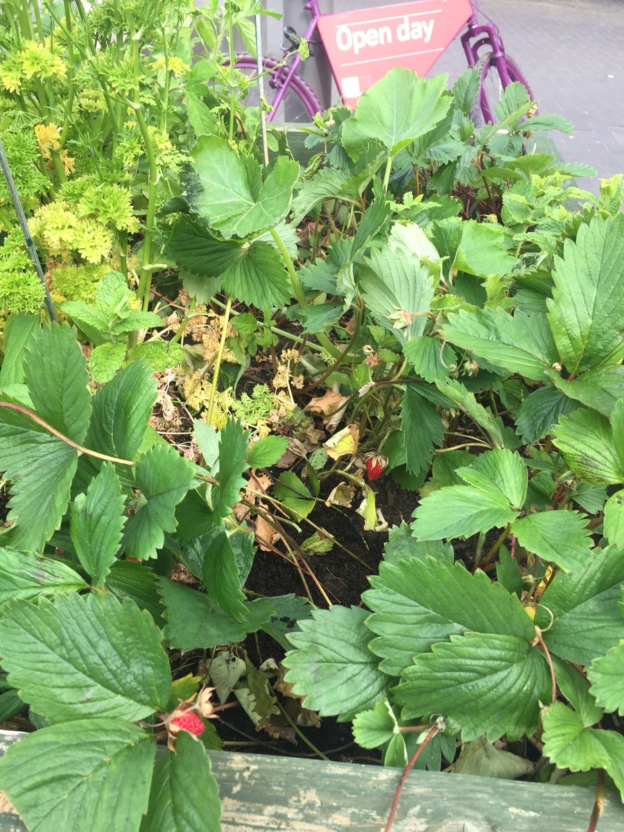 advocate_Patsy's tweet photo. @annafrancisart look what the sun, rain and soil are growing with a helping hand from @pennyccu @StaffsUni #Thegreenroute #strawberries #corgettes #mint #growyourown #communityplanter #creativecommunities #growandshare #ladybird #sot https://t.co/A0hKImZV27