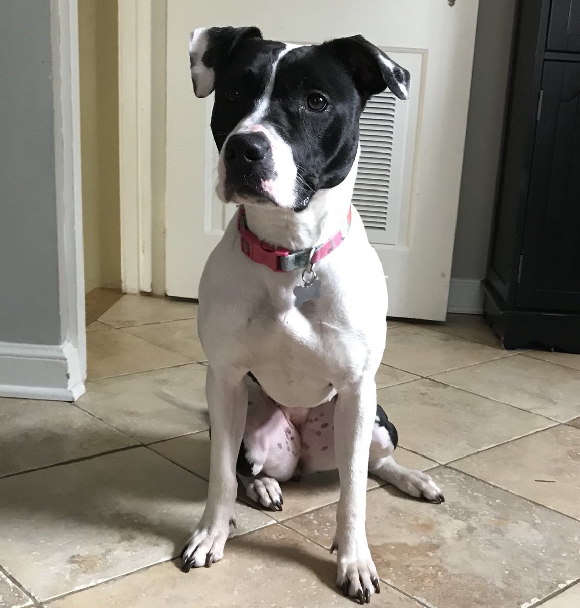 puppy pads morrisons