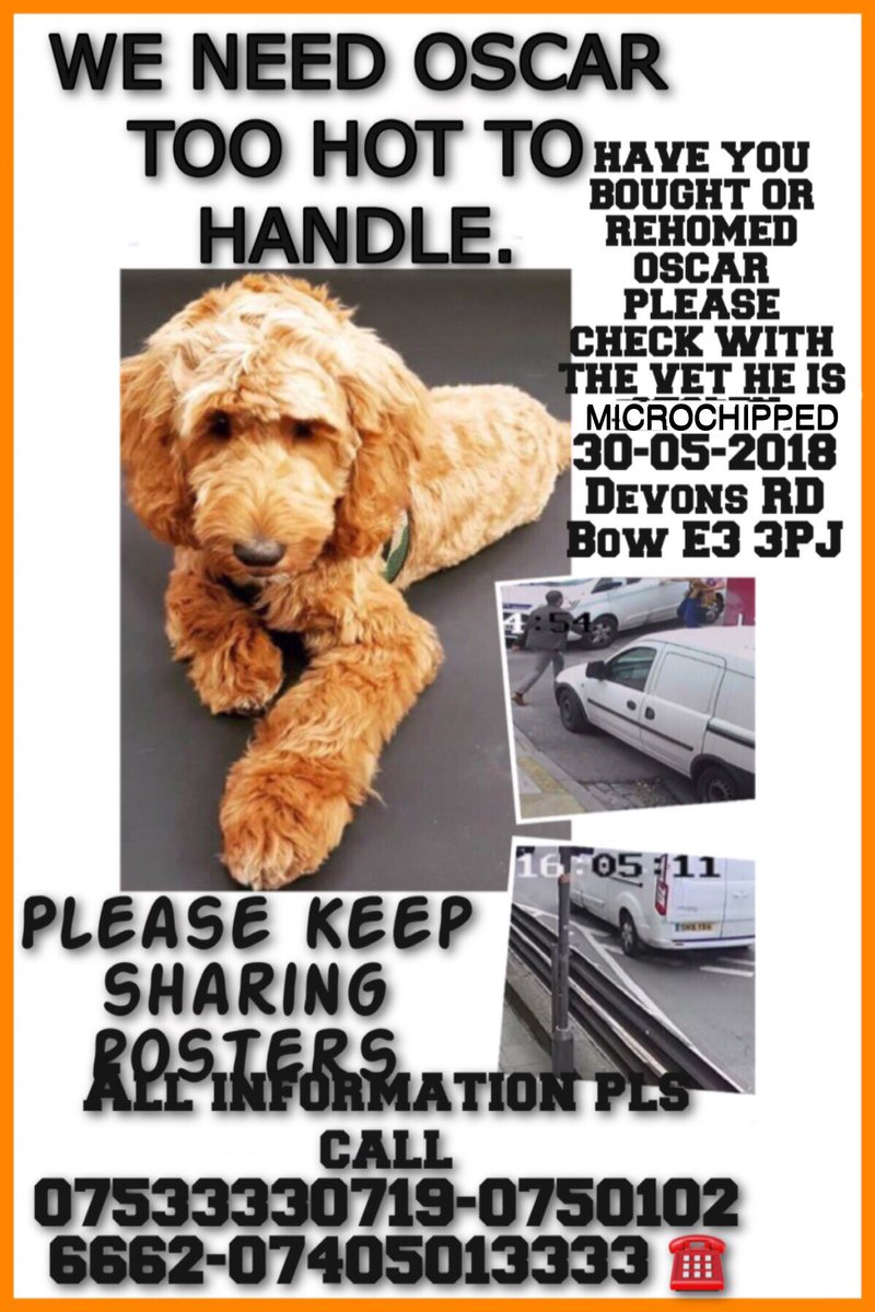Eloquencealways's tweet photo. Pls Rt we need help do you know anyone who knows the guy who drives a white transit van registration SN16 YBA he Stole a COCKAPOO puppy pls read poster @Johnny_Marr @JManziel2 @JohnnyGWeir @maryjblige @maryannehobbs #findstolenoscar https://t.co/Ri8LTlHVAS