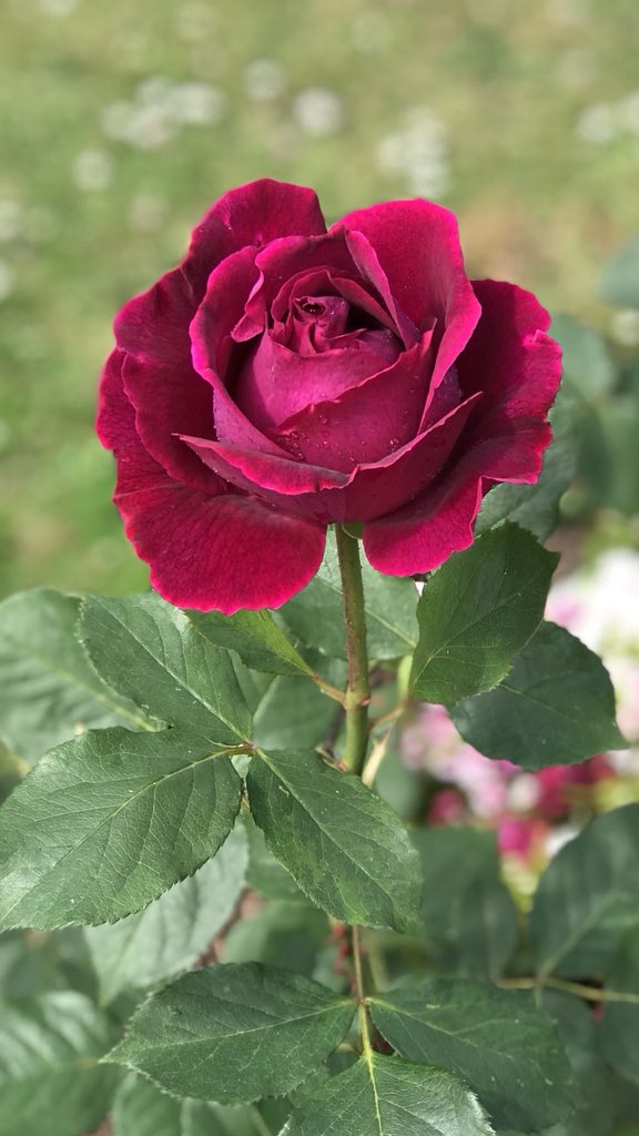 Rose garden at Cockington today! #rose #rosegarden  #beautiful #spectacular #nature #flowers #stunning #perfection #englishuk