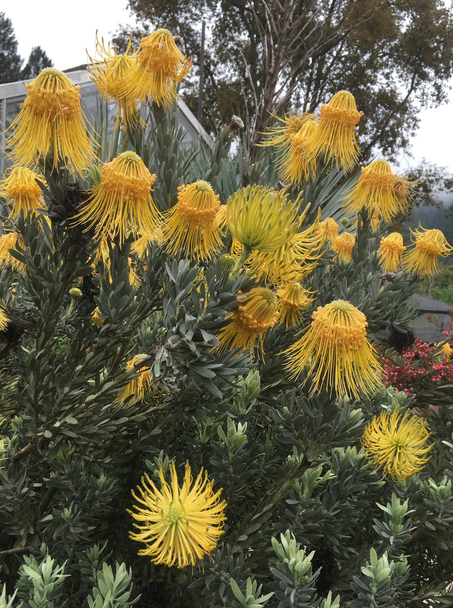 ucbgarden's tweet image. From the Western Cape Province of South Africa, this is the rocket pincushion, Leptospermum reflex. A member of the protea family, this small shrub is in spectacular bloom right now in a container in the Waterwise Entry Garden.
 #rocketpincushion #ucbg #southafrica #whatsinbloom