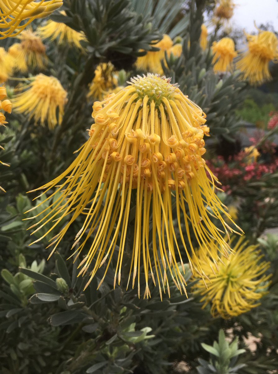 ucbgarden's tweet image. From the Western Cape Province of South Africa, this is the rocket pincushion, Leptospermum reflex. A member of the protea family, this small shrub is in spectacular bloom right now in a container in the Waterwise Entry Garden.
 #rocketpincushion #ucbg #southafrica #whatsinbloom