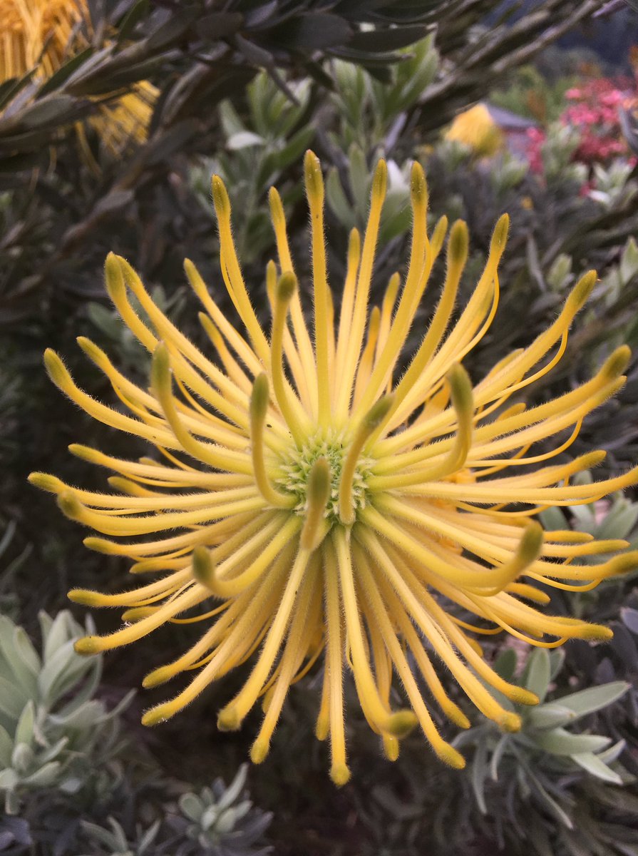 ucbgarden's tweet image. From the Western Cape Province of South Africa, this is the rocket pincushion, Leptospermum reflex. A member of the protea family, this small shrub is in spectacular bloom right now in a container in the Waterwise Entry Garden.
 #rocketpincushion #ucbg #southafrica #whatsinbloom