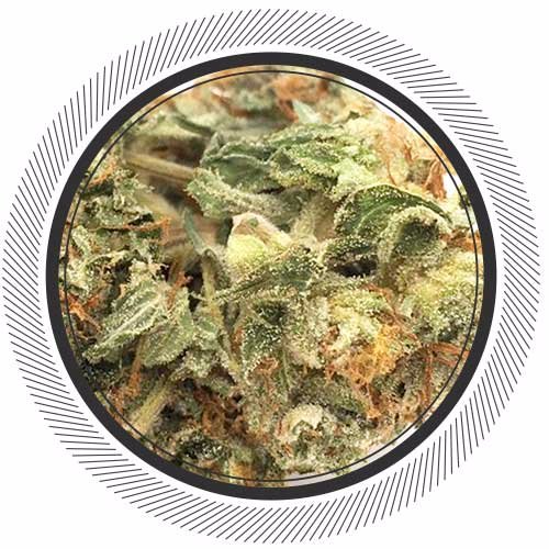 getwhitepalm's tweet image. Only took 1.5 years to get this puppy back. Welcome home #DeathStar strain, welcome home.

getwhitepalm.com/product/death-…
