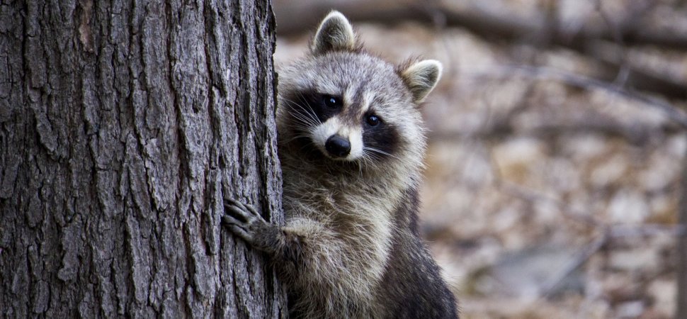 SpectaclePR's tweet image. This was a great reminder for Filmmakers &amp;amp; PR professionals who can both learn from #MPRRaccoon. 

A Minnesota Raccoon's Death-Defying Feat Went Viral--and Revealed 3 Leadership Lessons in the Process | Inc.com bit.ly/2l82RId